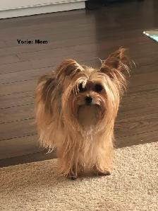 Female Yorkie for Sale ($1800) - Photo 8