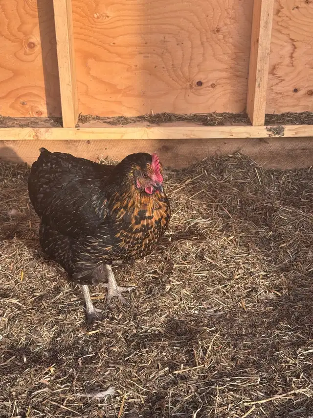 9 Hens to new home!