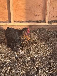 9 Hens to new home!