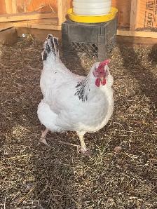 9 Hens to new home! - Photo 2