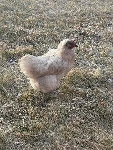 9 Hens to new home! - Photo 3