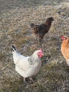 9 Hens to new home! - Photo 4