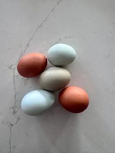 9 Hens to new home! - Photo 5