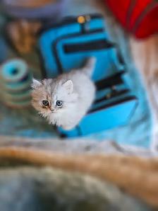 BRITISH LONGHAIRED CHINCHILLA KITTENS AVAILABLE.