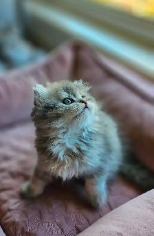 BRITISH LONGHAIRED CHINCHILLA KITTENS AVAILABLE. - Photo 3
