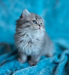 BRITISH LONGHAIRED CHINCHILLA KITTENS AVAILABLE. - Photo 10