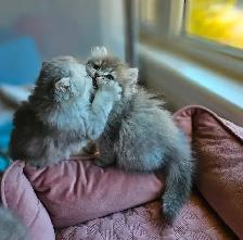 BRITISH LONGHAIR CHINCHILLA kittens available. - Photo 7