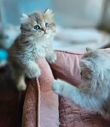 BRITISH LONGHAIR CHINCHILLA kittens available. - Photo 8