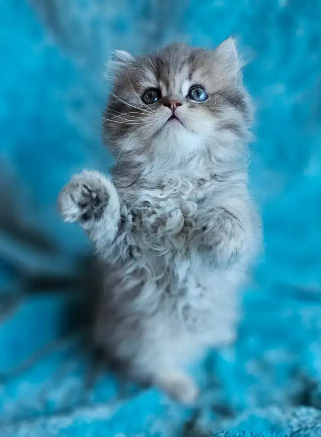 BRITISH L9NGHAIR CHINCHILLA KITTENS AVAILABLE...  ♥️