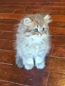 BRITISH L9NGHAIR CHINCHILLA KITTENS AVAILABLE...  ♥️ - Photo 2