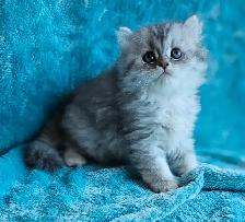 BRITISH L9NGHAIR CHINCHILLA KITTENS AVAILABLE...  ♥️ - Photo 3