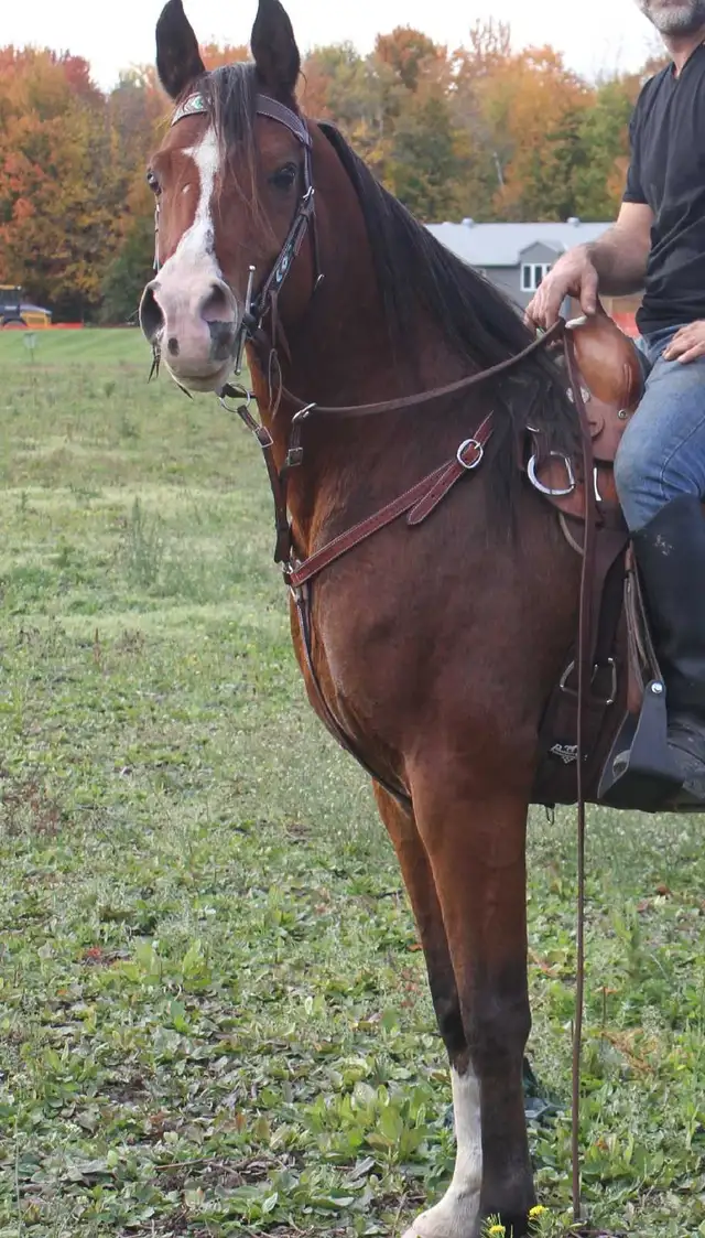 Registered 9-Year-Old Arabian Gelding