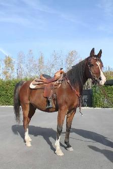 Registered 9-Year-Old Arabian Gelding - Photo 2