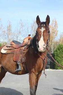 Registered 9-Year-Old Arabian Gelding - Photo 3