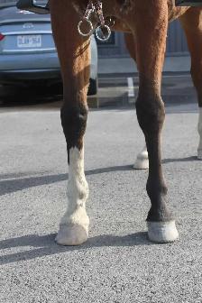 Registered 9-Year-Old Arabian Gelding - Photo 4