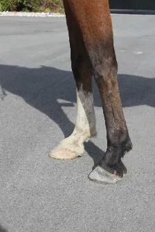 Registered 9-Year-Old Arabian Gelding - Photo 5