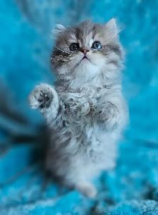 BRITISH LONGHAIRED CHINCHILLA KITTENS  available January 2027