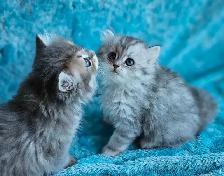 BRITISH LONGHAIRED CHINCHILLA KITTENS  available January 2027 - Photo 2