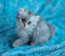 BRITISH LONGHAIRED CHINCHILLA KITTENS  available January 2027 - Photo 3