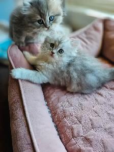 BRITISH LONGHAIRED CHINCHILLA KITTENS  available January 2027 - Photo 4