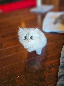 BRITISH LONGHAIRED CHINCHILLA KITTENS  available January 2027 - Photo 6