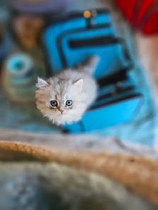BRITISH LONGHAIRED CHINCHILLA KITTENS  available January 2027 - Photo 8