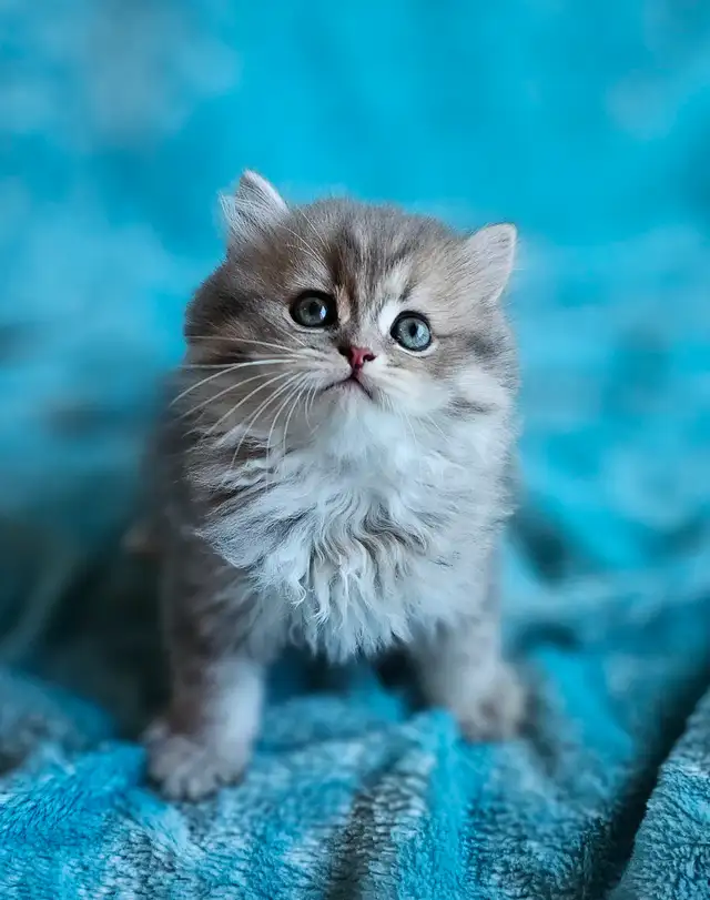 BRITISH LONGHAIR CHINCHILLA KITTENS available January 2027  ❤️
