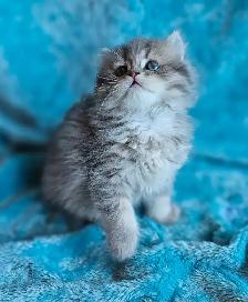 BRITISH LONGHAIR CHINCHILLA KITTENS available January 2027  ❤️ - Photo 2