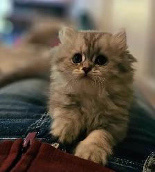 BRITISH LONGHAIR CHINCHILLA KITTENS available January 2027  ❤️ - Photo 3