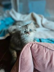 BRITISH LONGHAIR CHINCHILLA KITTENS available January 2027  ❤️ - Photo 4
