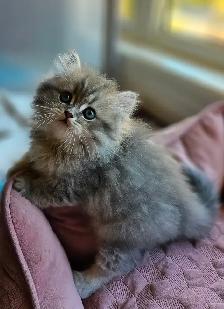 BRITISH LONGHAIR CHINCHILLA KITTENS available January 2027  ❤️ - Photo 10