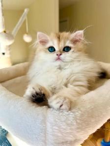 British Longhair & Shorthair kittens /Golden coat & blue eyes