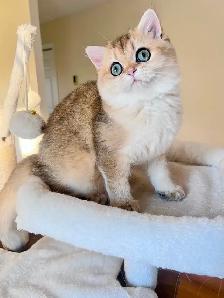 British Longhair & Shorthair kittens /Golden coat & blue eyes - Photo 7