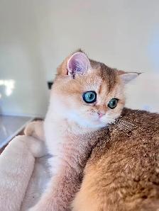 British Longhair & Shorthair kittens /Golden coat & blue eyes - Photo 8