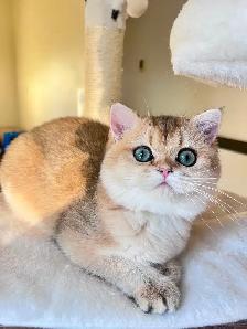 British Longhair & Shorthair kittens /Golden coat & blue eyes - Photo 9