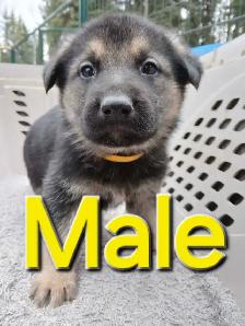 GERMAN SHEPHERD PUPPIES