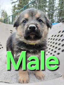 GERMAN SHEPHERD PUPPIES - Photo 2