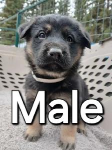 GERMAN SHEPHERD PUPPIES - Photo 3