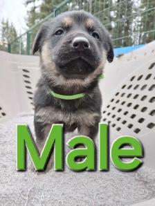 GERMAN SHEPHERD PUPPIES - Photo 5
