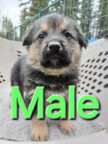 PB GERMAN SHEPHERD - Photo 2