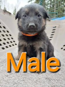 PB GERMAN SHEPHERD - Photo 4