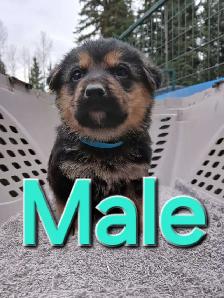 PB GERMAN SHEPHERD - Photo 6