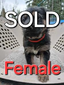 PB GERMAN SHEPHERD - Photo 7
