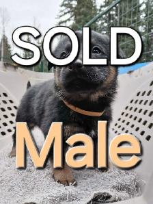 PB GERMAN SHEPHERD - Photo 8
