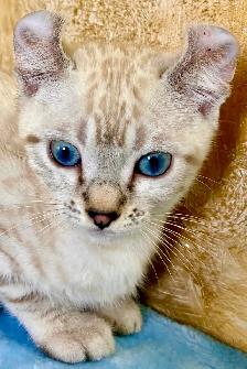 Highland lynx chaton - Photo 2