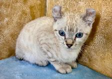 Highland lynx chaton - Photo 3