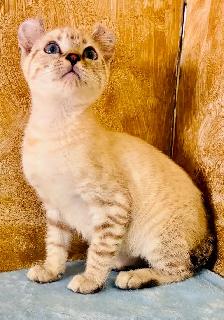 Highland lynx chaton - Photo 4