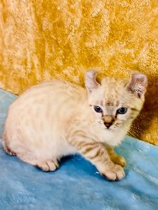Highland lynx chaton - Photo 5