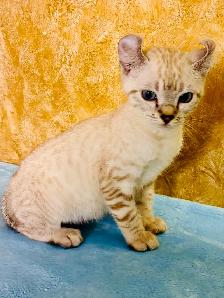 Highland lynx chaton - Photo 6