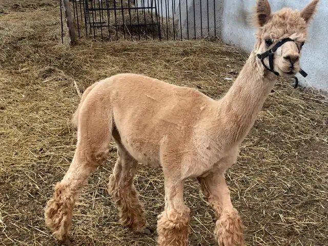 alpaca male